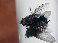 Stubenfliege (Musca domestica)02